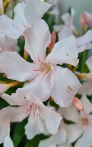 Törzses leander - Nerium oleander - Púder fehér
