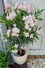 Törzses leander - Nerium oleander - Púder fehér