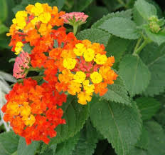 Törzses sétányrózsa - narancssárga - Lantana camara