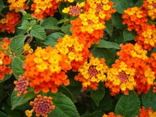 Törzses sétányrózsa - narancssárga - Lantana camara