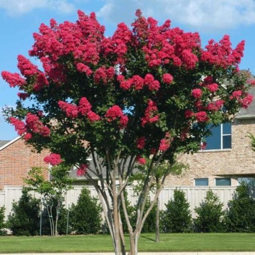Kínai selyemmirtusz - Lagerstroemia indica 'Dynamite'