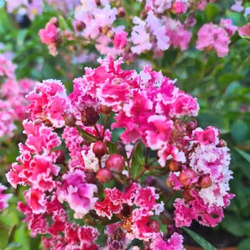 Kínai selyemmírtusz - Lagerstroemia indica "Berlingot Menthe"