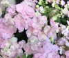 Fátyolhortenzia - Hydrangea French Bolero Pink - 15cs