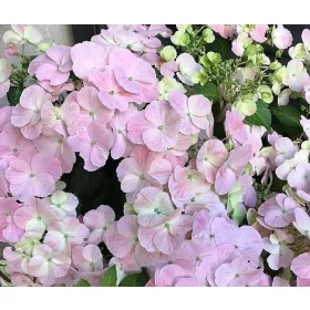 Fátyolhortenzia - Hydrangea French Bolero Pink - 15cs