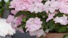 Fátyolhortenzia - Hydrangea French Bolero Pink - 15cs