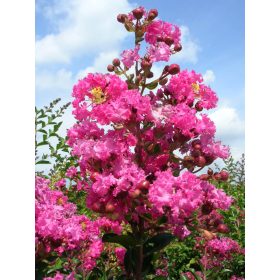   Kínai selyemmírtusz - Lagerstroemia indica "Rubra Magnifica"