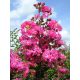 Kínai selyemmírtusz - Lagerstroemia indica "Rubra Magnifica"