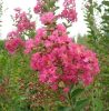 Kínai selyemmírtusz - Lagerstroemia indica "Rubra Magnifica"