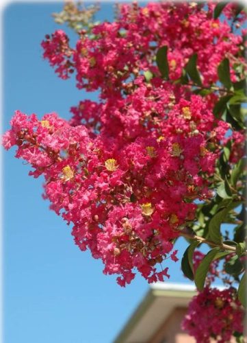 Kínai selyemmírtusz - Lagerstroemia indica "Rubra Magnifica"