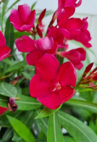 Törzses leander - Nerium oleander - Piros