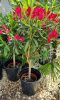 Törzses leander - Nerium oleander - Piros