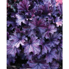 Tűzeső - Heuchera "Forever Purple' 