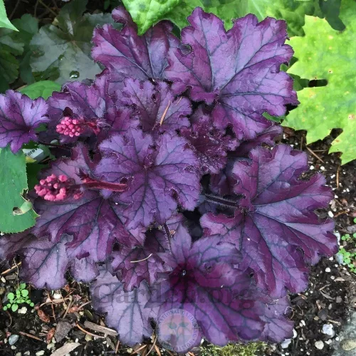 Tűzeső - Heuchera "Forever Purple' 