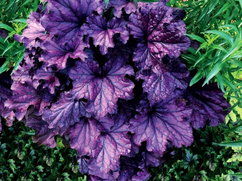 Tűzeső - Heuchera "Forever Purple' 