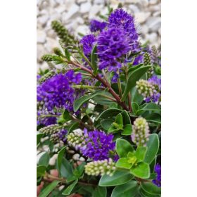   Örökzöld veronika cserje - Lila - Hebe 'All Blooms'