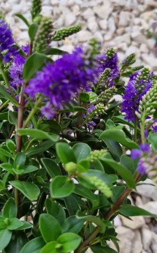 Örökzöld veronika cserje - Lila - Hebe 'All Blooms'