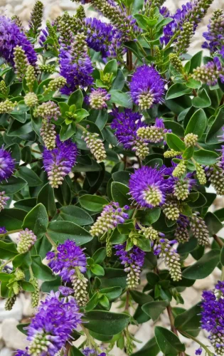 Örökzöld veronika cserje - Lila - Hebe 'All Blooms'