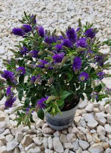 Örökzöld veronika cserje - Lila - Hebe 'All Blooms'