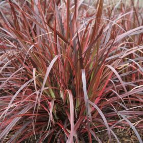   Piros levelű tollborzfű - Pennisetum séta emma "Fireworks"