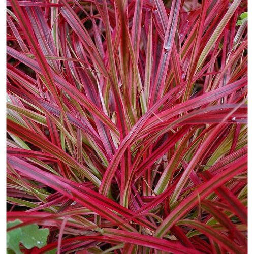 Piros levelű tollborzfű - Pennisetum séta emma "Fireworks"
