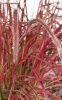 Piros levelű tollborzfű - Pennisetum séta emma "Fireworks"