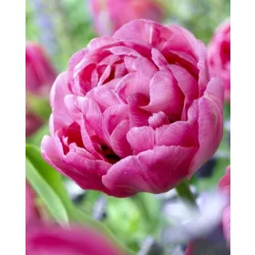 Telt virágú Tulipán - Tulip "Amazing Grace"