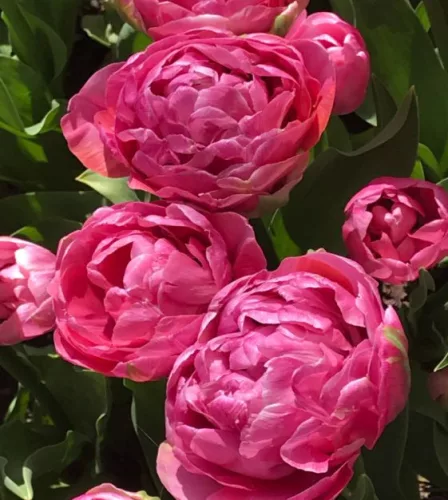 Telt virágú Tulipán - Tulip "Amazing Grace"
