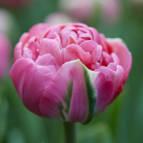 Telt virágú Tulipán - Tulip "Amazing Grace"