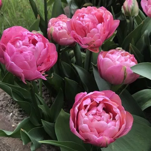 Telt virágú Tulipán - Tulip "Amazing Grace"