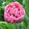 Telt virágú Tulipán - Tulip "Amazing Grace"