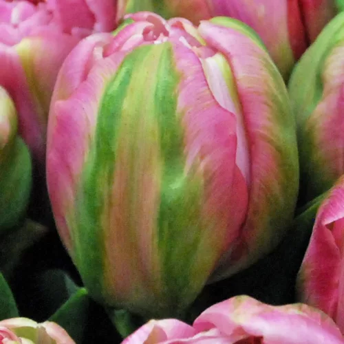 Telt virágú Tulipán - Tulip "Amazing Grace"
