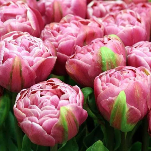 Telt virágú Tulipán - Tulip "Amazing Grace"