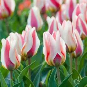 Tulipán - Tulip " Mary Ann"