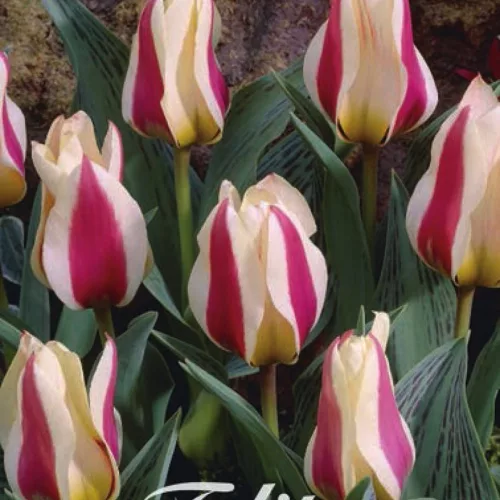 Tulipán - Tulip " Mary Ann"
