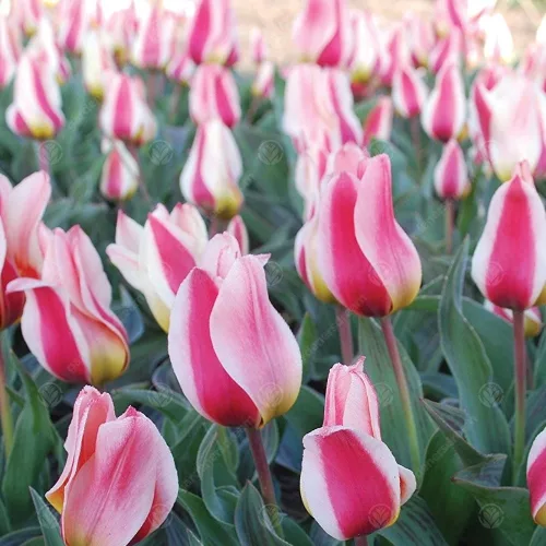 Tulipán - Tulip " Mary Ann"