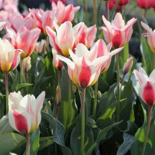 Tulipán - Tulip " Mary Ann"