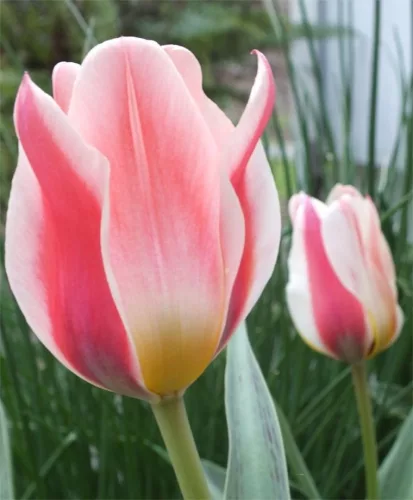 Tulipán - Tulip " Mary Ann"