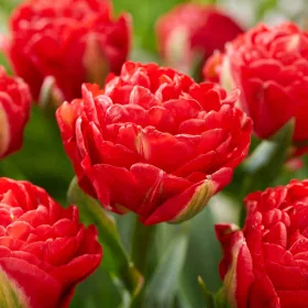 Telt virágú Tulipán - Tulip "Pamplona"