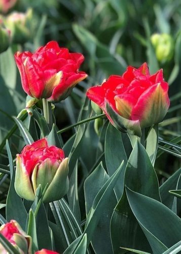 Telt virágú Tulipán - Tulip "Pamplona"