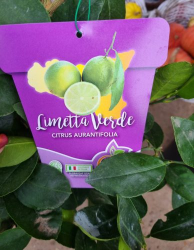  Zöld lime - Limetta Verde - Törzses fácska