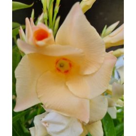 Tölcsérjázmin - Dipladenia- Barack színű