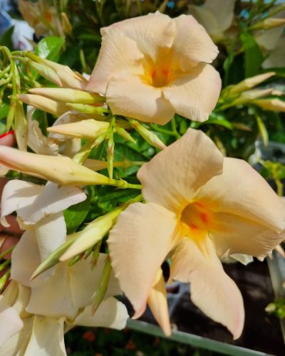 Tölcsérjázmin - Dipladenia- Barack színű