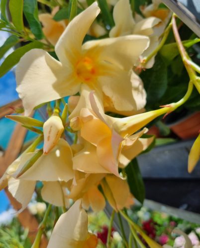 Tölcsérjázmin - Dipladenia- Barack színű