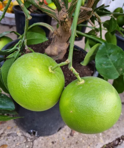 Grapefruit - Pompelmo citrus paradisi