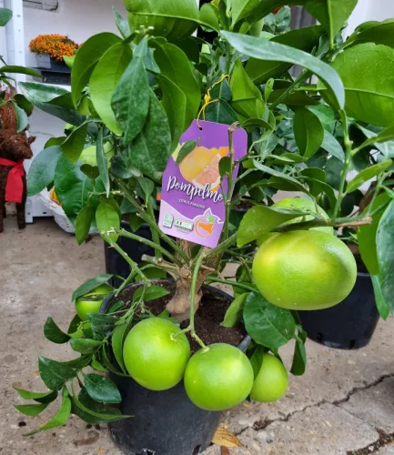 Grapefruit - Pompelmo citrus paradisi