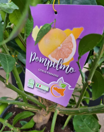Grapefruit - Pompelmo citrus paradisi