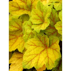 Tűzeső - Heuchera "Electra
