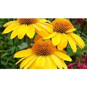 Kasvirág - Echinacea "Blaze Golden Yellow"