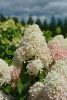 Bugás Hortenzia - Quick Fire Fab - Hydrangea Paniculata