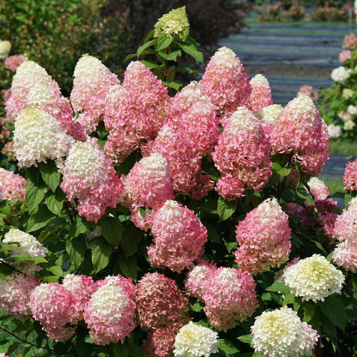 Bugás Hortenzia - Quick Fire Fab - Hydrangea Paniculata